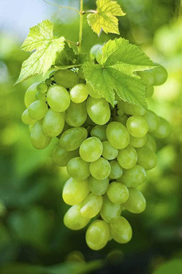 MAA Grapes, Green Grapes Seed(61 per packet)