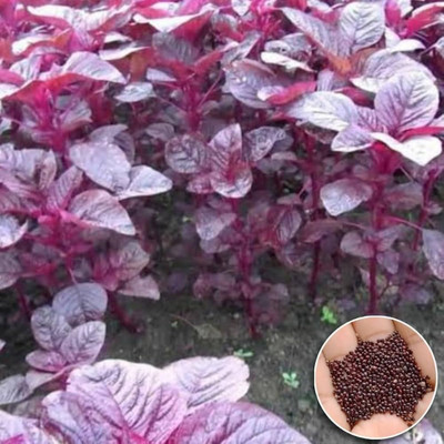 BJUBAS Hybrid red Spinach Seeds for gardening pack of 23 Seed(23 per packet)