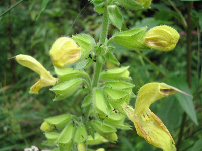 VibeX ® XXL-407 Salvia Glutinosa Jupiter Distaff Sage Seed(200 per packet)