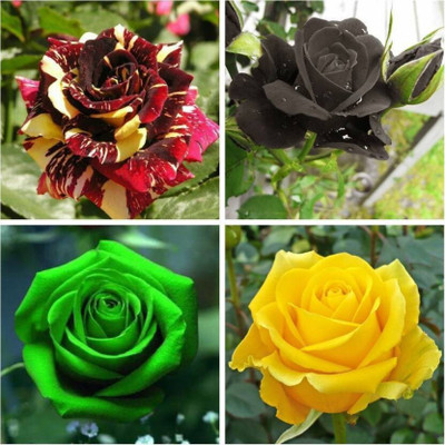 Pbevergreen Gardens Rare Exotic Rose Flower Seeds Combo - Black Yellow Green Red-Yellow Seed(20 per packet)