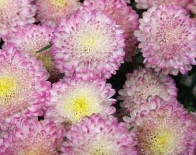 XOLDA Exotic aster Seed(21 per packet)