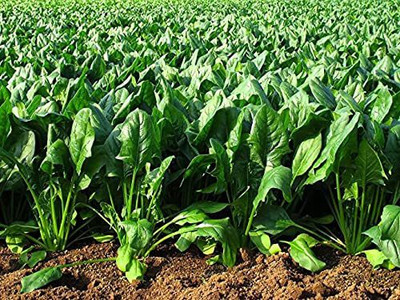KANAYA Red Spinach Seeds Seed(190 per packet)