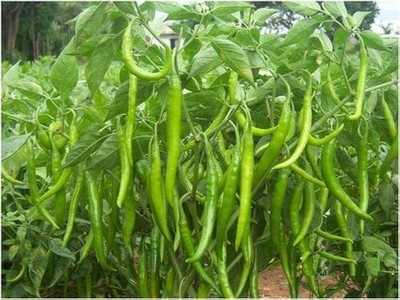BDSresolve green chilli seeds hybrid al season/chlli seed 69 Seed(69 per packet)
