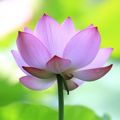 shivay Export lotus,kamal gatta Seed(10 per packet)