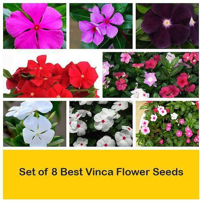 CYBEXIS Set of 8 Best Vinca Flower Seeds Seed(10 g)