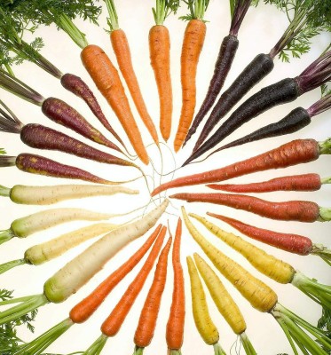 Qualtivate ICRA-3A White Red Yellow Purple Orange Carrot Seed(300 per packet)