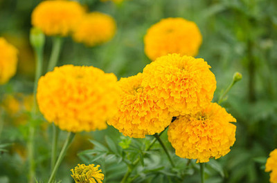 CITY FARMER marigold/gende ka phool flower seeds Seed(50 per packet)