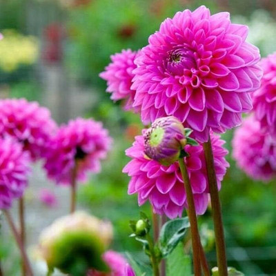 ibains Dahlia flower seeds Seed(37 per packet)
