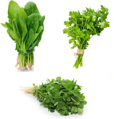 PSAgroinput Palakbhaji (spinach)- Daniya(coriander )-Methibhaji(fenugreek)pack of 3 Seed(100 g)