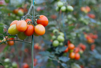 Modinity tomato Seed(150 per packet)
