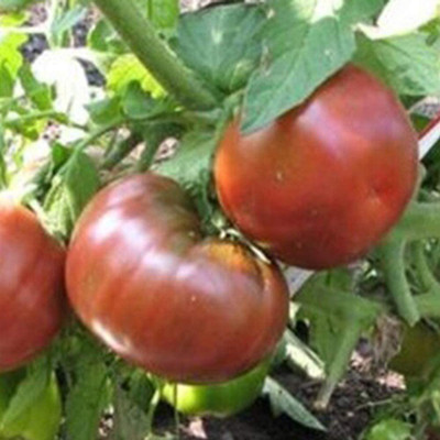 CYBEXIS Hybrid Rare Tomato Seeds Delicious500 Seeds Seed(500 per packet)