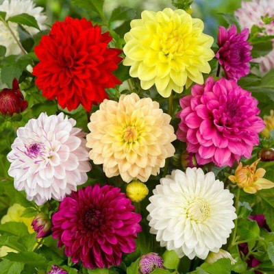 Aywal Dahlia Mixed Seeds Cactus Dwarf Rare Flower Seed(20 per packet)