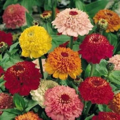 VibeX PUAS-77 - Rare ZINNIA SCABIOSA MIXED FLOWER - (30 Seeds) Seed(30 per packet)