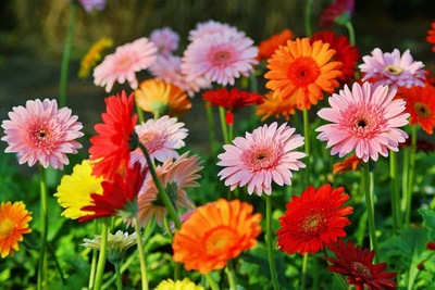 Aywal African Daisy – Dimorphotheca Mixed Color Flower Seed(40 per packet)