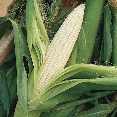 CYBEXIS Fast Germination White Corn Seeds2000 Seeds Seed(2000 per packet)