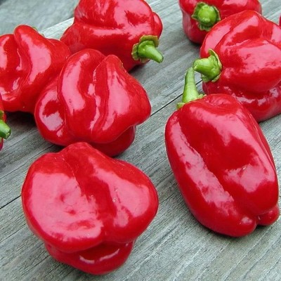 Qualtivate JXL-8AT Habanero Pepper Seed(300 per packet)