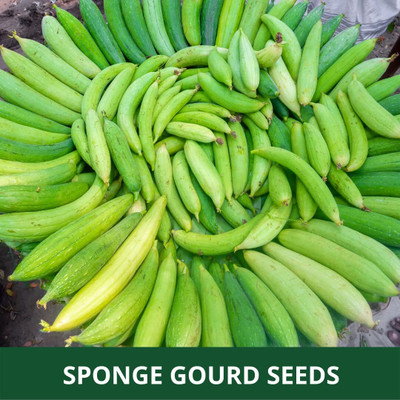 KNESSiN SPONGE GOURD (CHIKNI TORU/GILKI) HYBRID F1 SEEDS-[10gm] Seed(50 per packet)