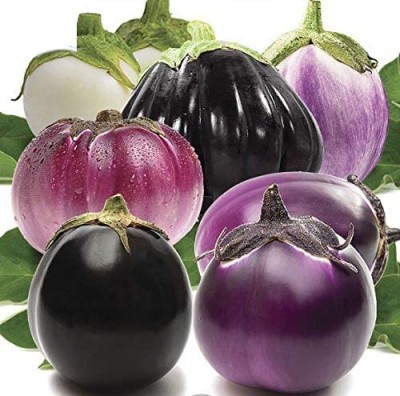 VibeX ® LXI-544 Eggplant Brinjal Aubergine Round Mix Heirloom Seed(200 per packet)