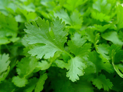 VibeX ® VXI-1 Italian Flat Leaf Parsley Seeds Seed(500 per packet)
