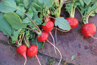 Qualtivate LX-543 Champion Radish Seeds Seed(500 per packet)