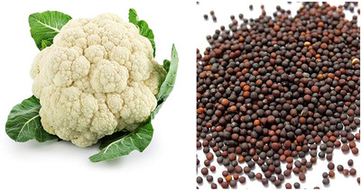 VibeX XL-97 - HYBRID CAULIFLOWER (GOBHI) - (150 Seeds) Seed(150 per packet)