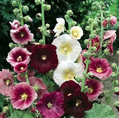 ACCELCROP Hollyhock Double Mix Seed(25 per packet)