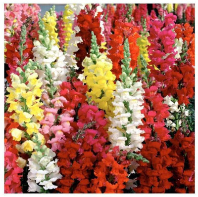ROWTH Antirrhinum mixed flower Seed(150 per packet)