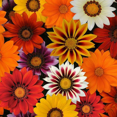 INTRA Gazania new day mix Seed(100 per packet)