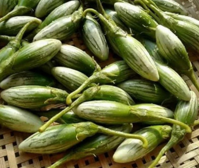 UGRA Thai Eggplant Seeds Seed(500 per packet)