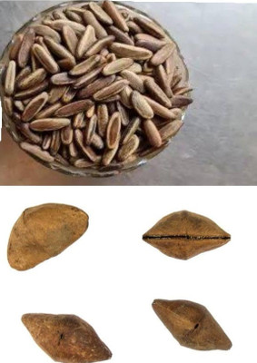 VINAYAK TRADERS Kaner and Gulmohar seeds|Oleander & Royal Poinciana Tree SEEDS (246 Each seeds) Seed(492 per packet)