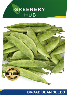 Greenery Hub Broad Beans Seeds – Bountiful Harvest Pack Seed(1 per packet)