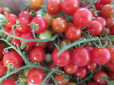 CYBEXIS Tomato Piccolo Very Sweet2000 Seeds Seed(2000 per packet)