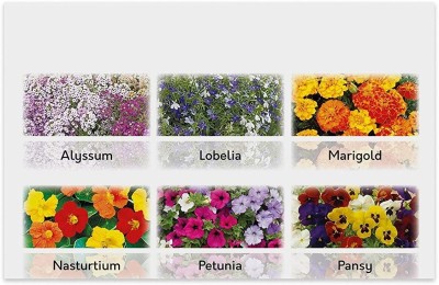 CYBEXIS 6 Varieties Imported Flower Combo Seed(10 g)