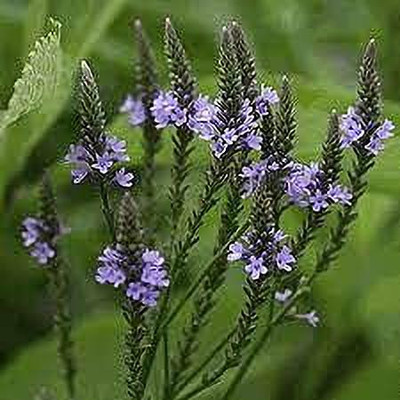 Aywal Verbena- Florist Mixed Seed(30 per packet)