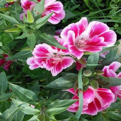 Aywal Clarkia Elegance Double mixed flower Seed(20 per packet)