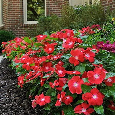 Lorvox Hybrid Imported Vinca Flower Seed(45 per packet)