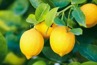 Aro Lemon, Nimbu Seed(82 per packet)