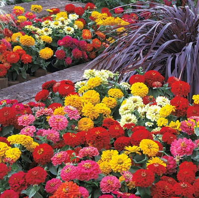UGRA Mix Zinnia Seeds Seed(5 per packet)
