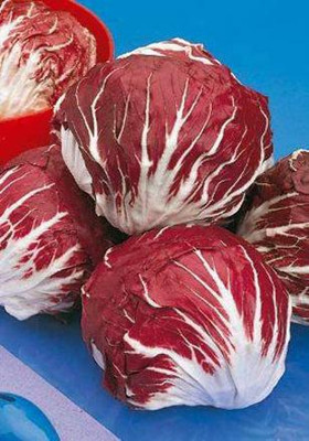 VibeX ® LXI-870 Red Round Chicory Radicchio Cabbage Seed(200 per packet)
