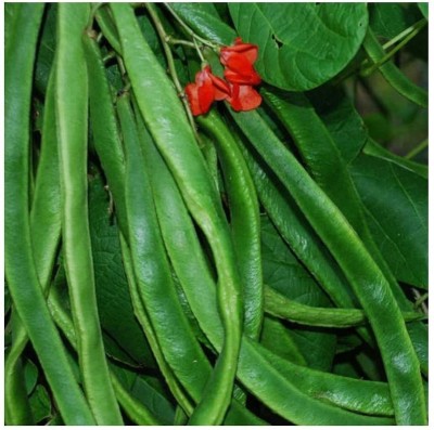 CYBEXIS Runner Bean - ENORMA - Exhibition Variety800 Seeds Seed(800 per packet)