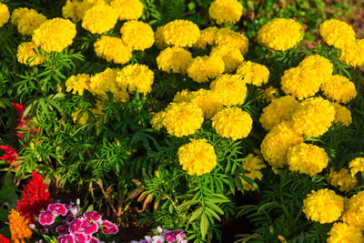 ravel moringa seed marigold/gende ka phool flower seeds Seed(50 per packet)