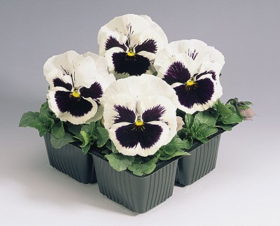 CYBEXIS Pansy Flower Seeds - White With Blotch Seed(50 per packet)