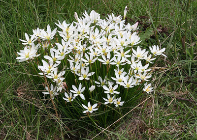 CYBEXIS GUA-49 - Zephyranthes 'White Rain Lily' - (540 Seeds) Seed(540 per packet)