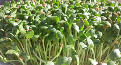 Aywal Methi/ Kasturi Methi Seed(50 per packet)