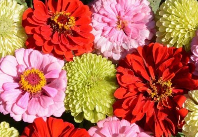 Quentova Strawberry Rhubarb Pie Zinnia Mix-PALLAV-7M Seed(50 per packet)