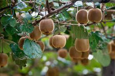 XOLDAA KIWI HYBRID F1 QUALITY FRUIT Seed(64 per packet)