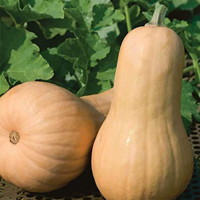 CYBEXIS LX-81 - Big Chief F1 Butternut Squash - (75 Seeds) Seed(75 per packet)