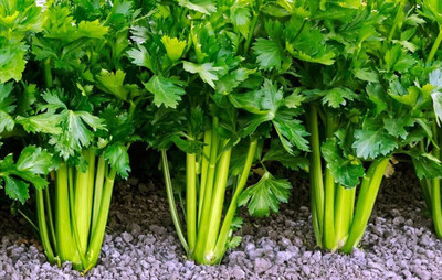 Quentova Celery Seeds ,Organic,non gmo, Vegetable-4W-VS Seed(100 per packet)
