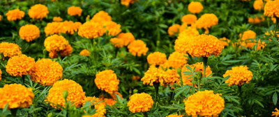 SIDDHARTH FISH FARM marigold,gende ka phool seeds Seed(21 per packet)