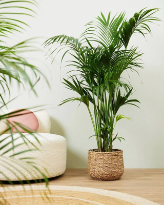 Arshiayat areca palm seeds Seed(72 per packet)